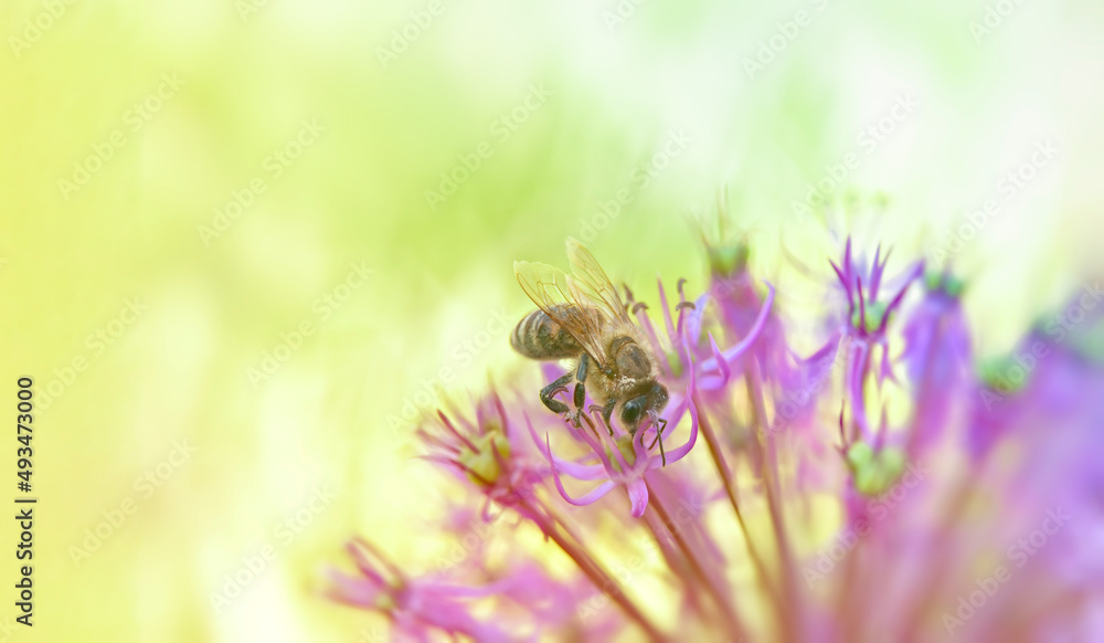 A honey bee on pink flowers collects pollen in soft light with shallow depth of field around the edges of the frame. A honey bee on pink flowers collects pollen in soft light with shallow depth of field around the edges of the frame.