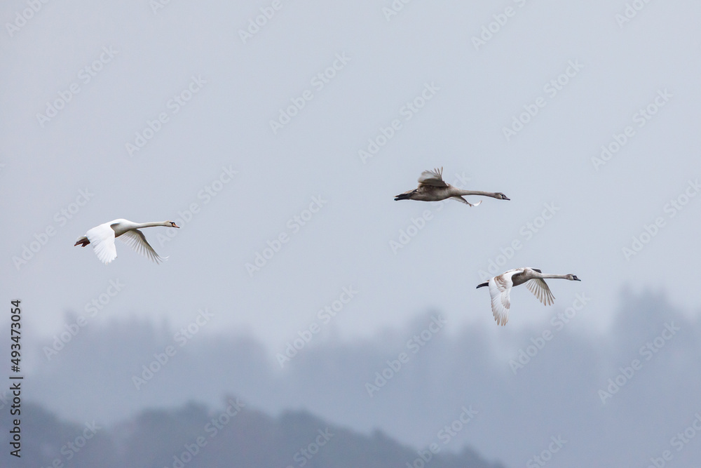 Obraz premium Mute swans in the air