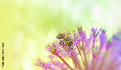 A honey bee on pink flowers collects pollen in soft light with shallow depth of field around the edges of the frame. © Сергей Иванкин