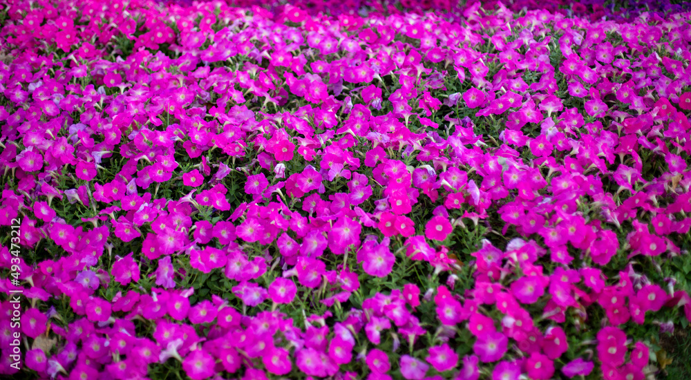 Fototapeta premium Photo of petunia flower field
