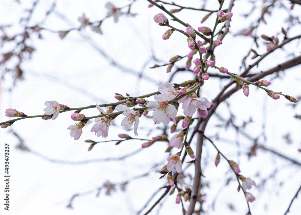 Flowers in the snow. Early spring Flowers in the snow. Early spring