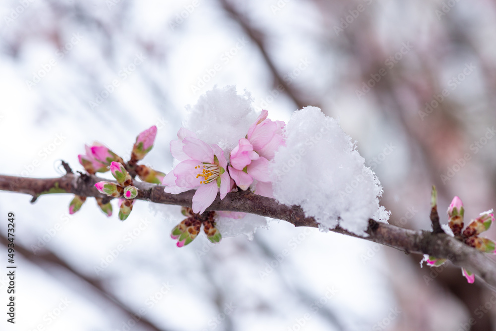 Obraz premium Flowers in the snow. Early spring