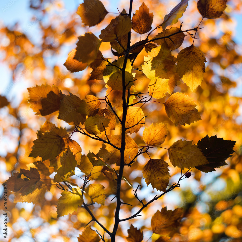 Autumn. Branch with amber leaves Autumn. Branch with amber leaves
