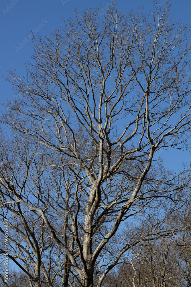 Rheebruggen Uffelte Drenthe Netherlands. Bare tree in spring. Rheebruggen Uffelte Drenthe Netherlands. Bare tree in spring.