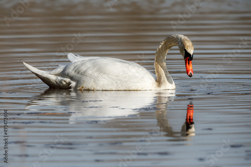 a mute swan on the lake