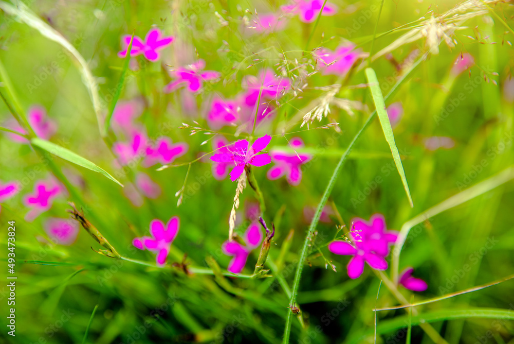 Small pink flowers on a grass background