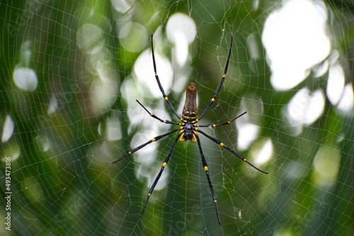 Australian Golden Orb Spider constructing its web