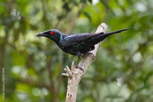 Australian Metallic Starling perched on a branch in the forest