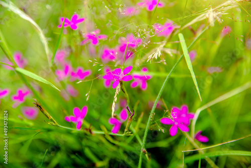 Small pink flowers on a grass background