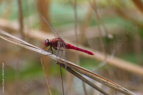 Australian Red Baron Dragonfly (Urothemis aliena) photo