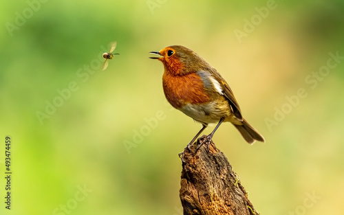 Robin and insect © Ian