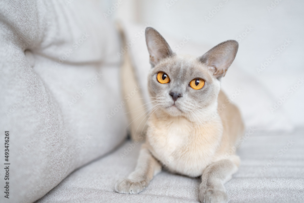 Playful Burmese kitten, Burma cat lying on coach, cute lilac Burmese kitten looking at camera indoor.