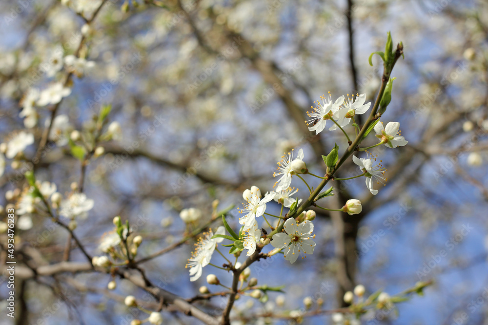 cherry tree branch with blooming flowers close-up. spring in the fruit garden cherry tree branch with blooming flowers close-up. spring in the fruit garden