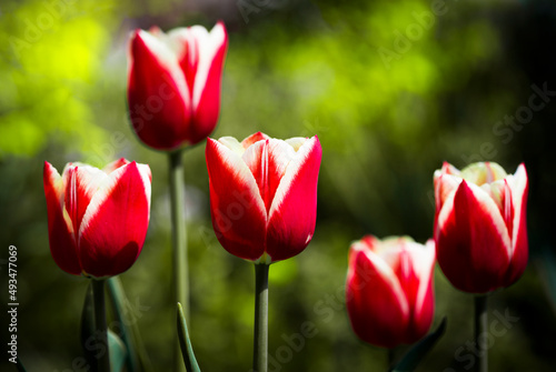 Nature. Blooming apple tree branch. Bright colorful spring flowers. Garden at sunset. Trees in flowers. Spring background