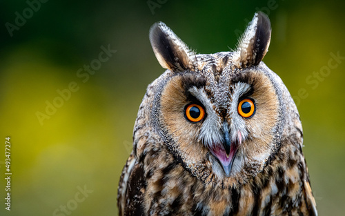 Surprised owl © Ian