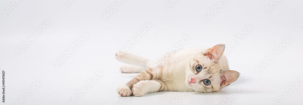 beautiful young British cat with blue eyes on a white background beautiful young British cat with blue eyes on a white background