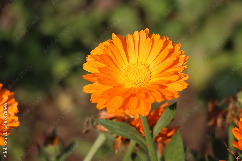 Alpine Asters Flowers in a beautiful garden Alpine Asters Flowers in a beautiful garden