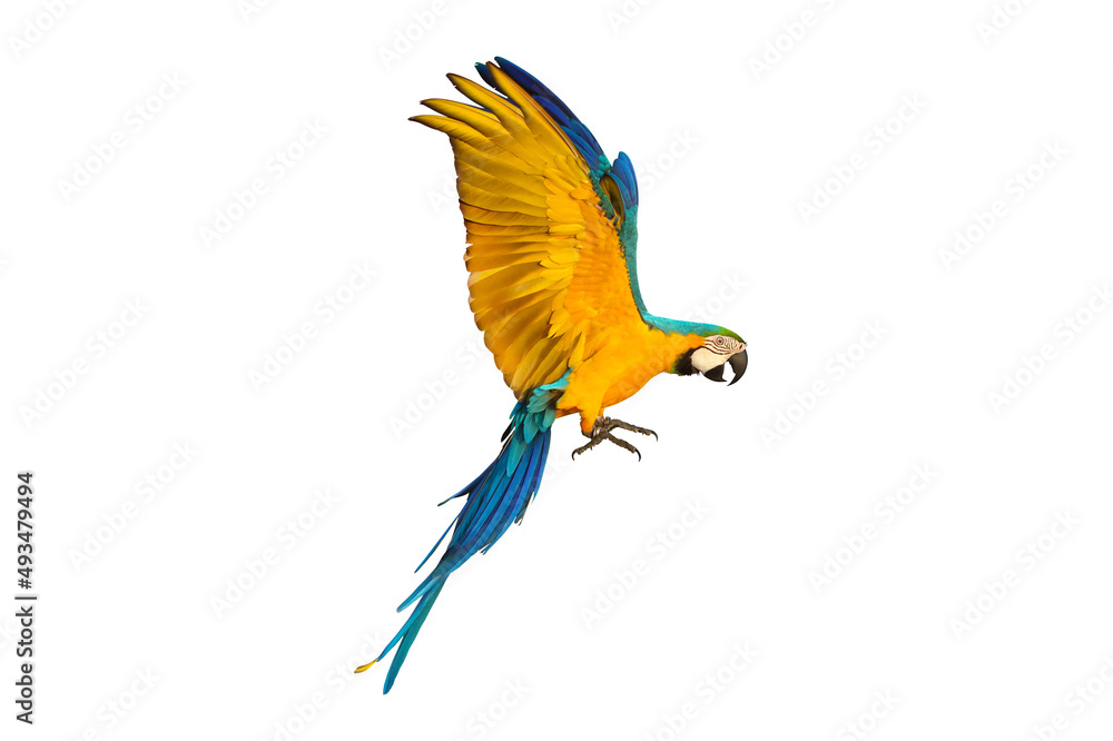 Side of macaw parrot flying isolated on white.