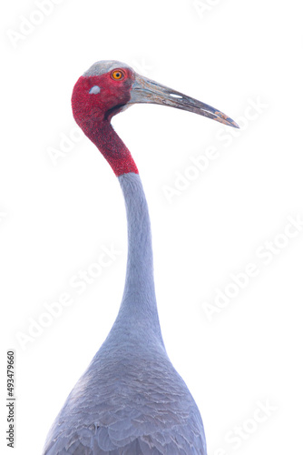 Eastern Sarus Crane (Grus antigone) face, isolated on white background,Bird.  with clipping path photo