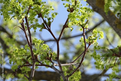 Spring tree