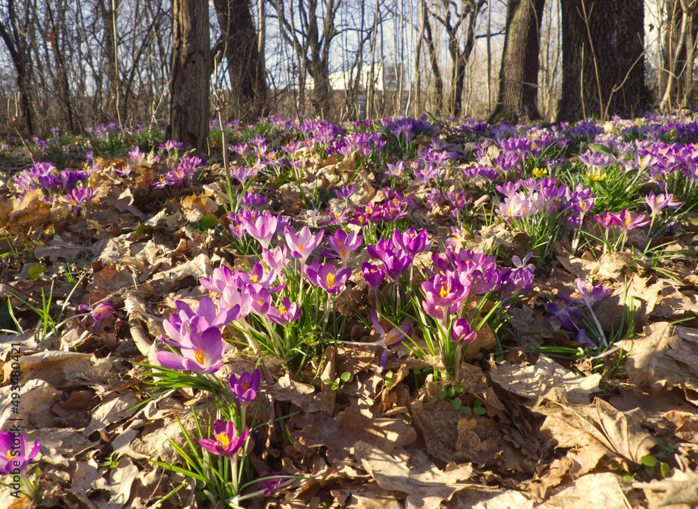 Obraz premium Spring landscape with purple crocus flowers. Violet flowers field. Natural background of colorful crocuses at sunny day. Park or garden outdoor landscape. Meadow of spring flowers. Saffron source.
