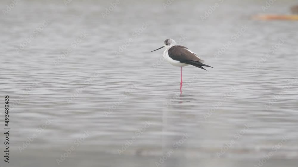 Resting black winged stilt in the lake (Himantopus himantopus) Resting black winged stilt in the lake (Himantopus himantopus)