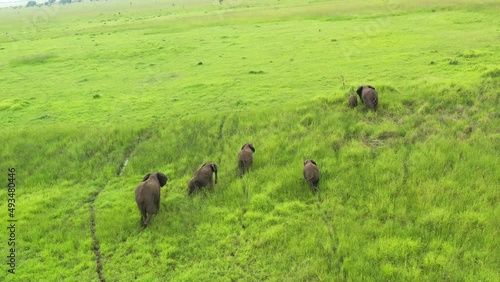 Herd of African Elephants walking