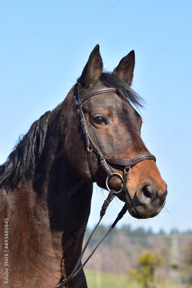 Fototapeta premium Deutsches Reitpferd