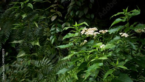 Billygoat weed wild plant growing fresh