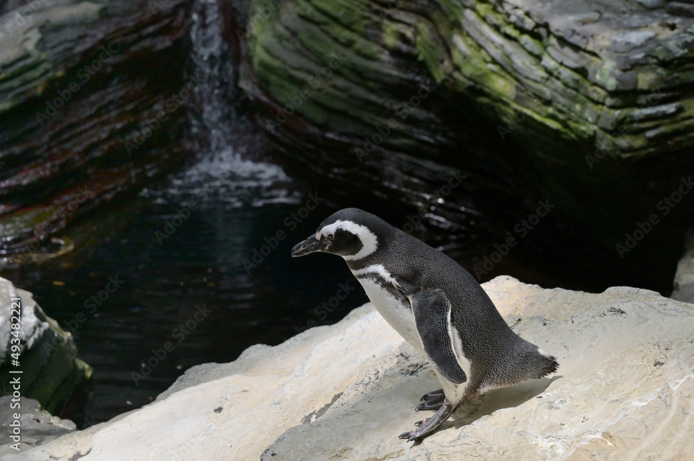 Fototapeta premium African Penguins Spheniscus Demersus