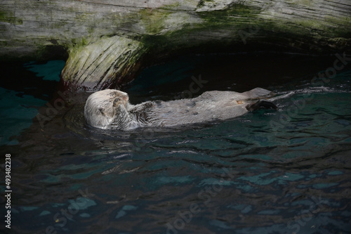 Sea Otter Floating On Its Back