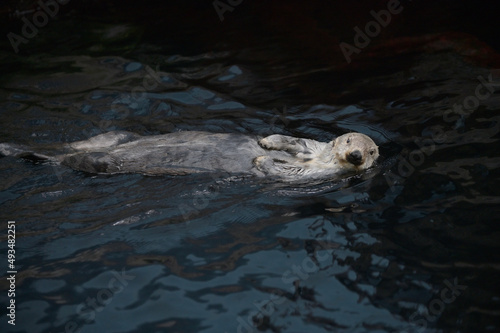 Sea Otter Floating On Its Back