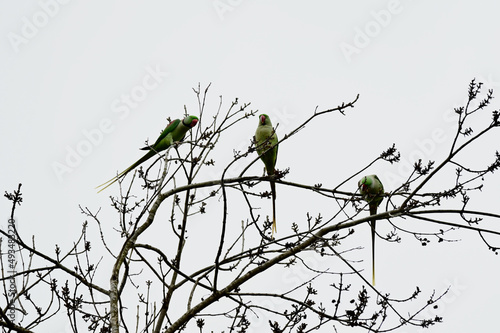 birds on a branch  Parakeets on the tree