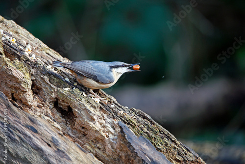 Nuthatch collecting food to cache at a feeding site