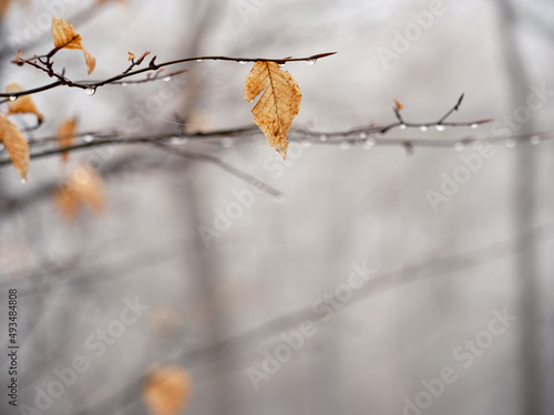 Winter s leftover leaves sit on wet and dripping tree branches in a foggy forest