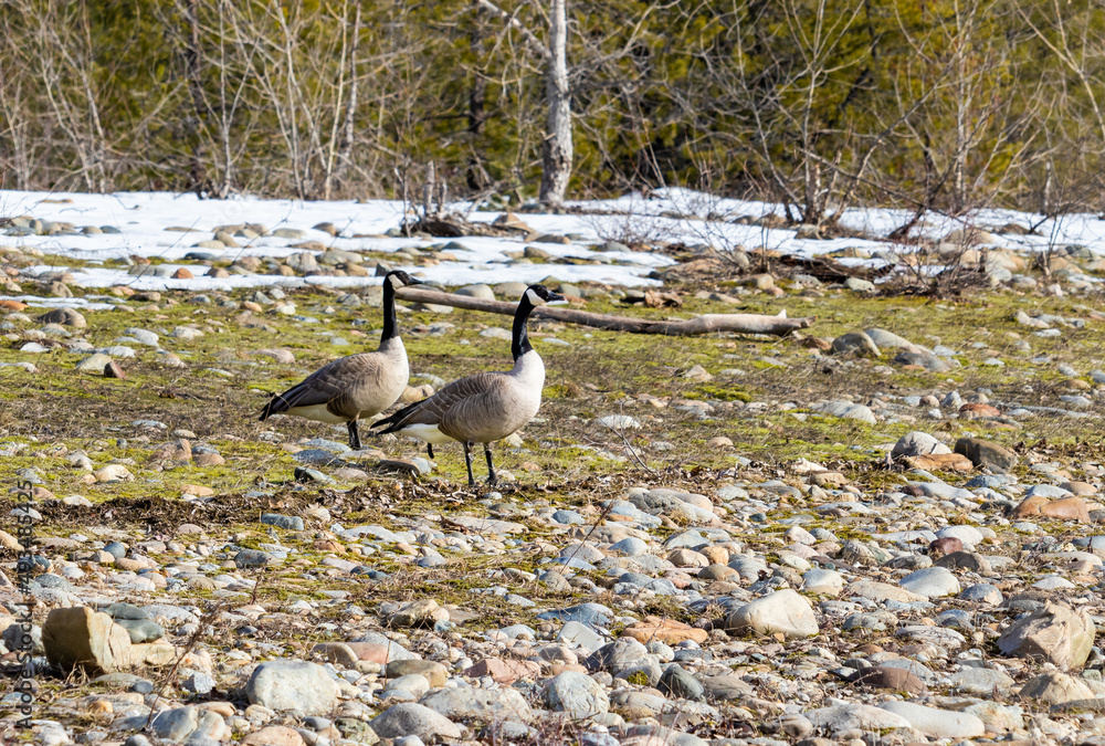 Fototapeta premium Two Canadian geese in the spring