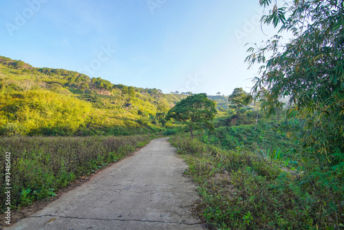 The path leading into a forest