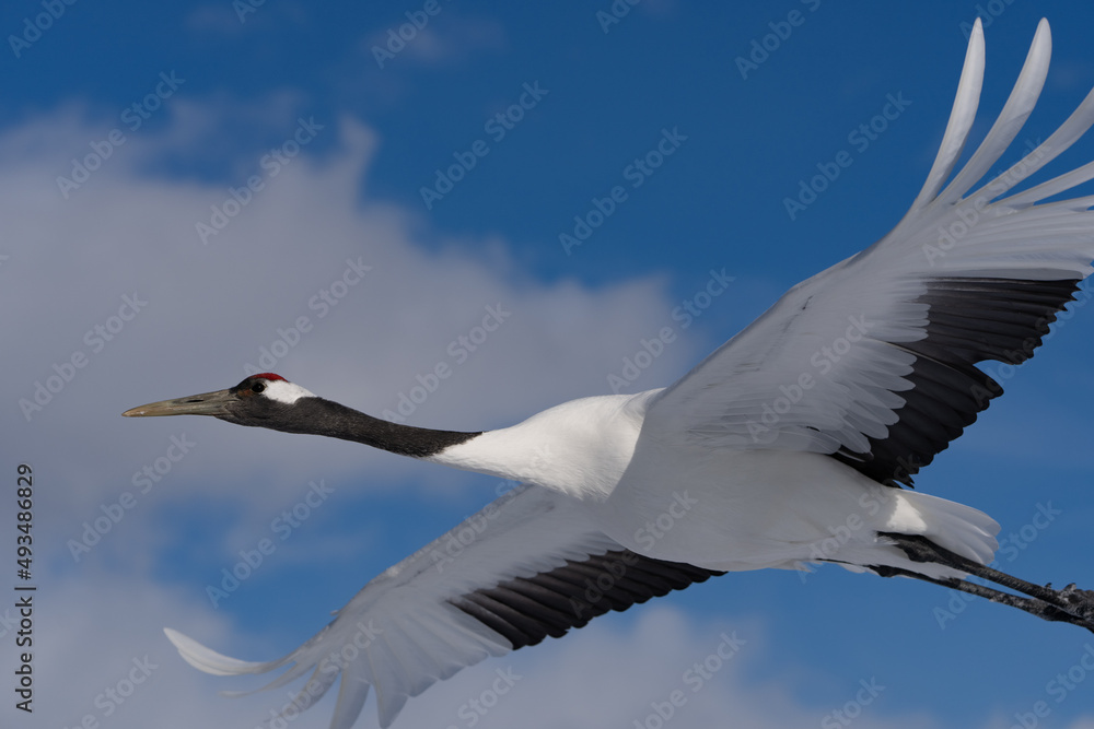 Fototapeta premium 鶴 swan 北海道 