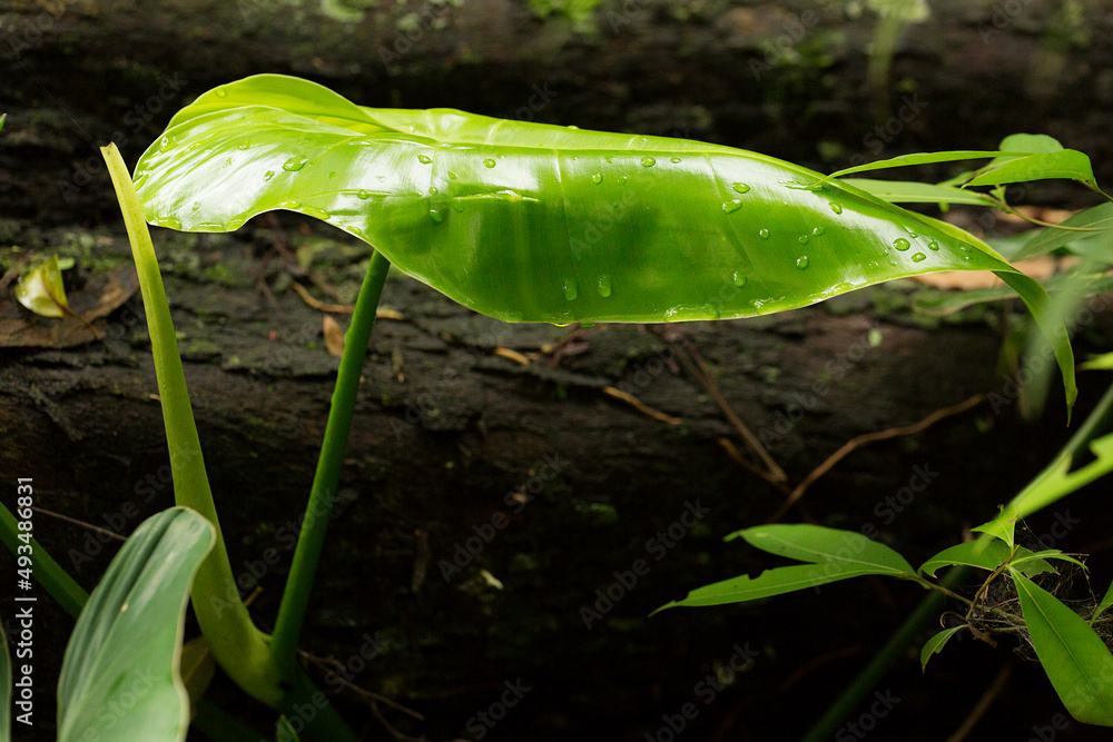 Planta Orelha de Elefante Gigante , Colocasia Gigantea Fresca, Sementes de Folhagem Enorme na