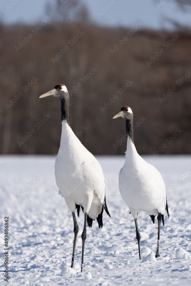 Obraz premium 鶴 swan 北海道 