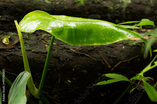 Planta Orelha de Elefante Gigante , Colocasia Gigantea Fresca, Sementes de Folhagem Enorme na Shopee Brasil! Descrição: 100% novo e de alta qualidade  photo