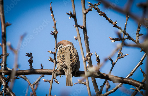 Obraz na plátne Mazurka sparrow sitting on a branch.