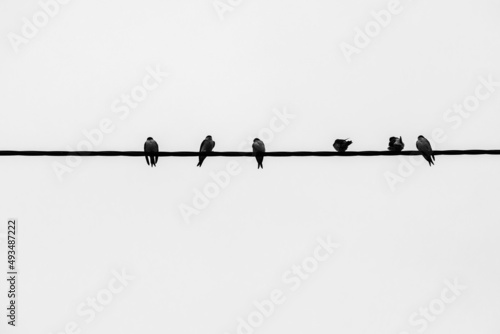 Multiple birds sitting on a power line or electrical wire © Grega