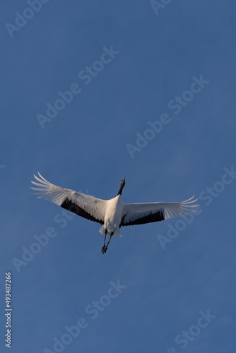 鶴 swan 北海道　