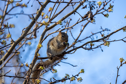 Squirrel grabbing breakfast during warm spring morning