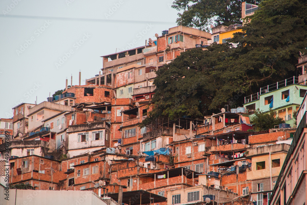 favela peacock in copacabana in Rio de Janeiro.