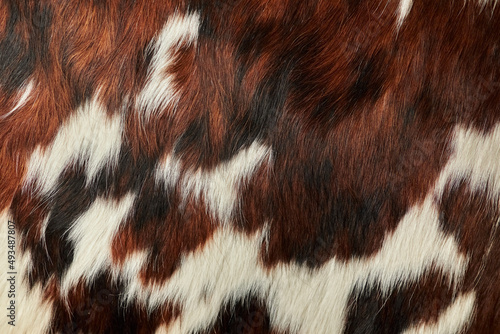 Brown cow skin texture. Agriculture. Smooth surface. close-up on Brown cow skin fur texture