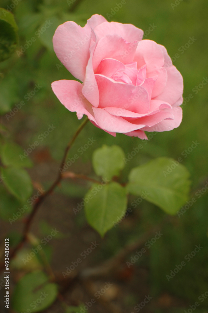 A pink rose grows on a flower bed surrounded by a green flowerbed