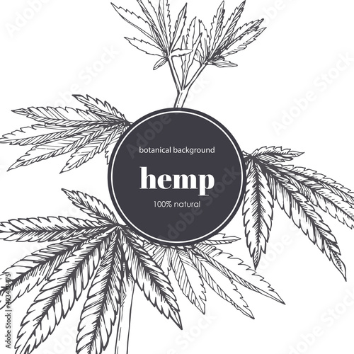 Floral background with hemp branches. Vector botanical illustration of cannabis leaves in sketch style.
