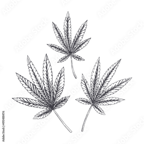 Vector set of hemp leaves in sketch style. Hand drawn botanical elements.